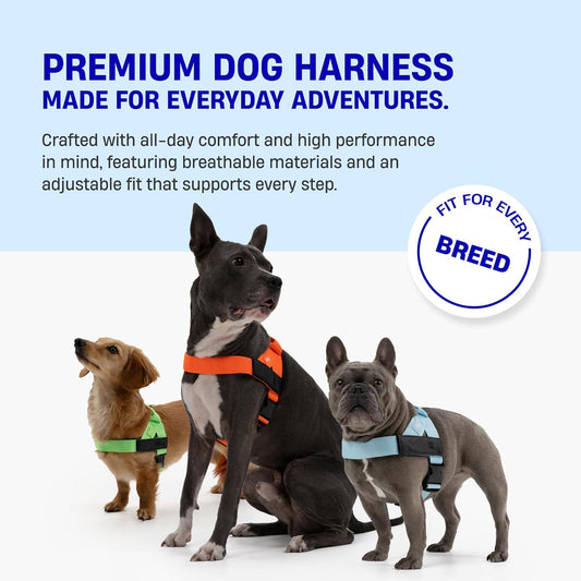 Dog Friendly Co. Dog Harness | Chafe Resistant Webbing, Adjustable Neck & Chest, and Heavy Duty D-Ring | Sturdy, Comfortable, Easy to Use